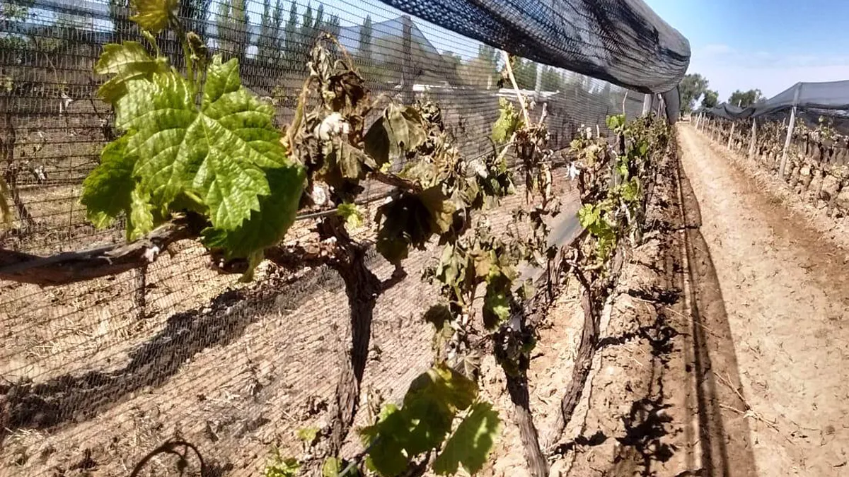 Fondo Compensador Agrícola: hasta este 12 de septiembre hay tiempo para adherirse